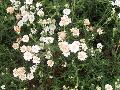 Gypsy White Achillea / Achillea ptarmica 